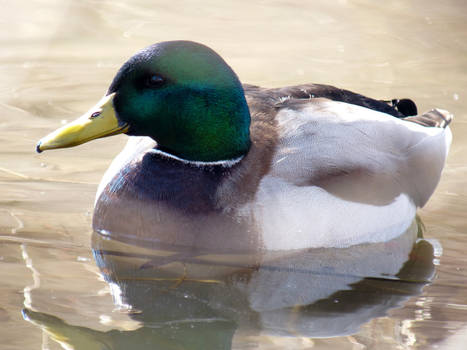 Mallard