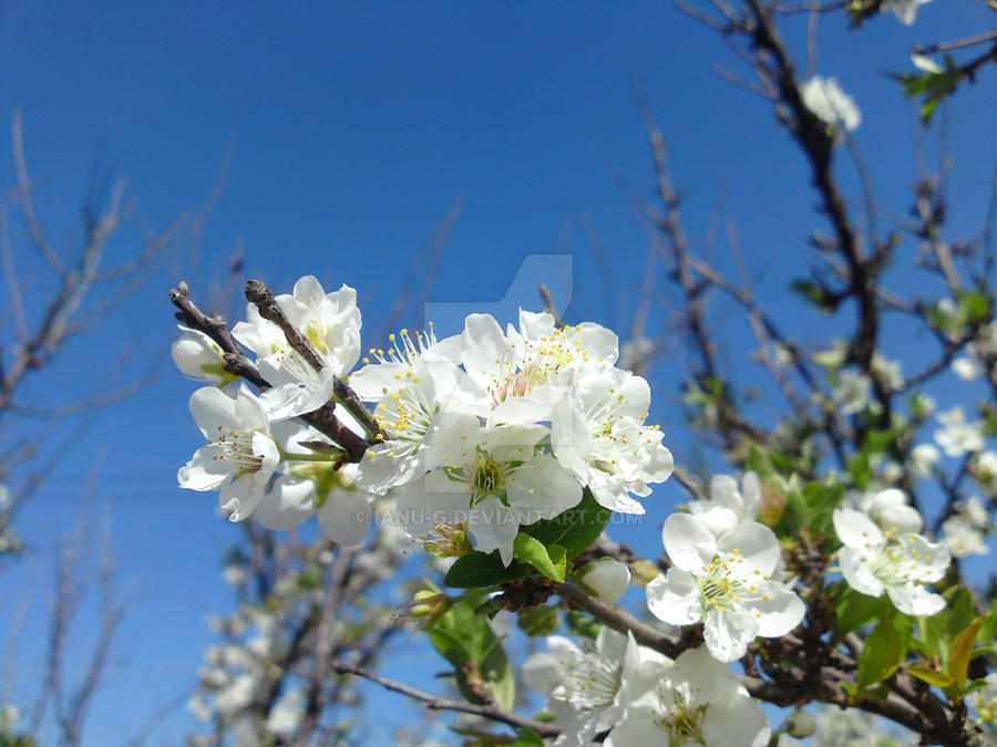 White Flowers and a Blue Sky