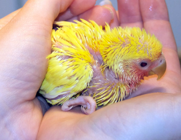 Baby Lutino Lovebird By The Goblinqueen On Deviantart Baby Lutino Lovebird By The Goblinqueen On Deviantart