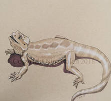 Bearded Dragon Drawing