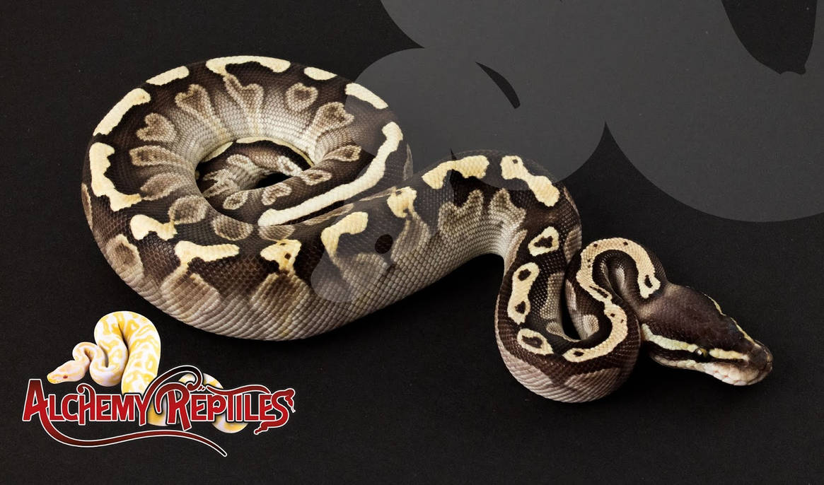 Female Lesser GHI Ball Python Photo by The-GoblinQueen on DeviantArt