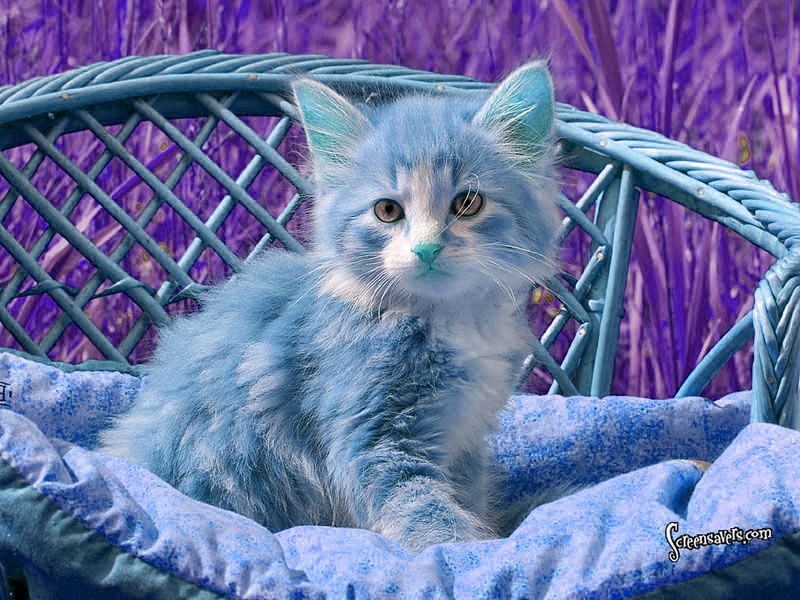 Fluffy Blue Kitten