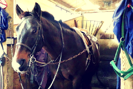 Grover the Appaloosa