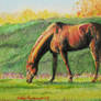 Horse drawing.
