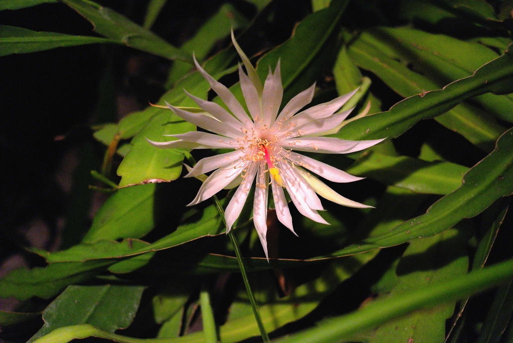 Night blooming cereus