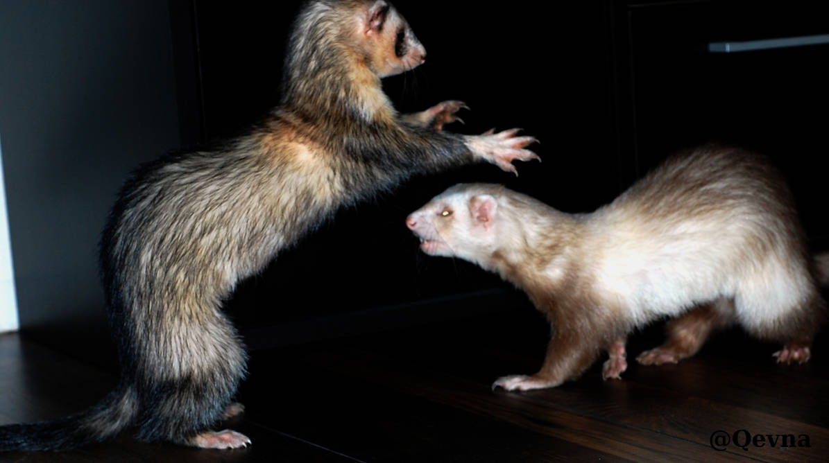 ferret_fight_by_qevna_d3jf747-pre.jpg