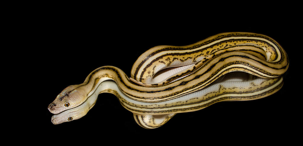 Super Tiger Reticulated Python on Mirror by PilotmanWholism on DeviantArt