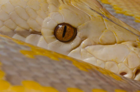 Lucy Close-up