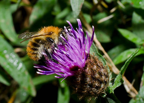 Bee on Thistle I