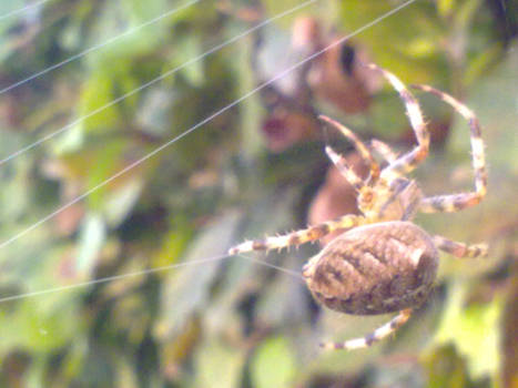 Spider making his web