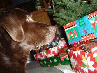 Paws Christmas 2004