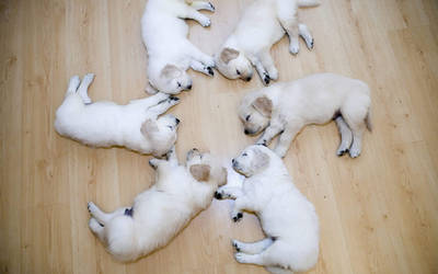 PUPPY CIRCLE !! XD