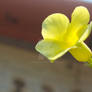 Yellow Flower