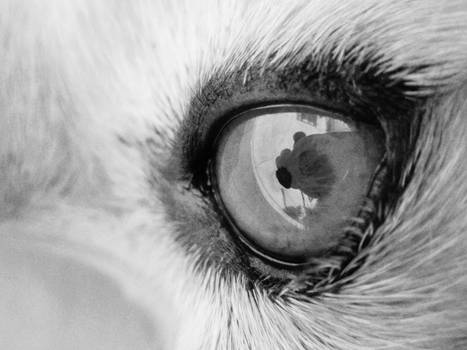 Dog eye