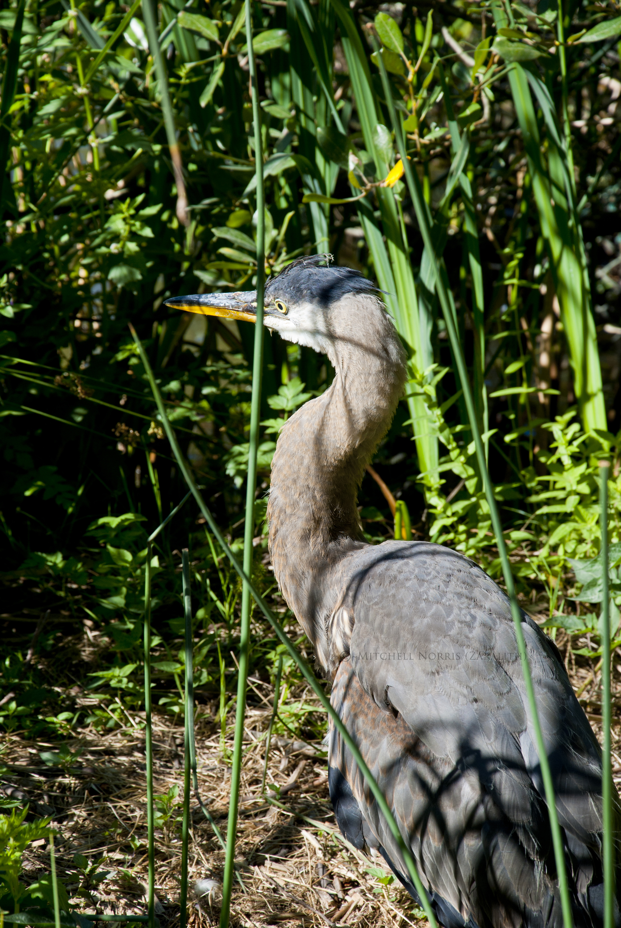 Great Blue Heron