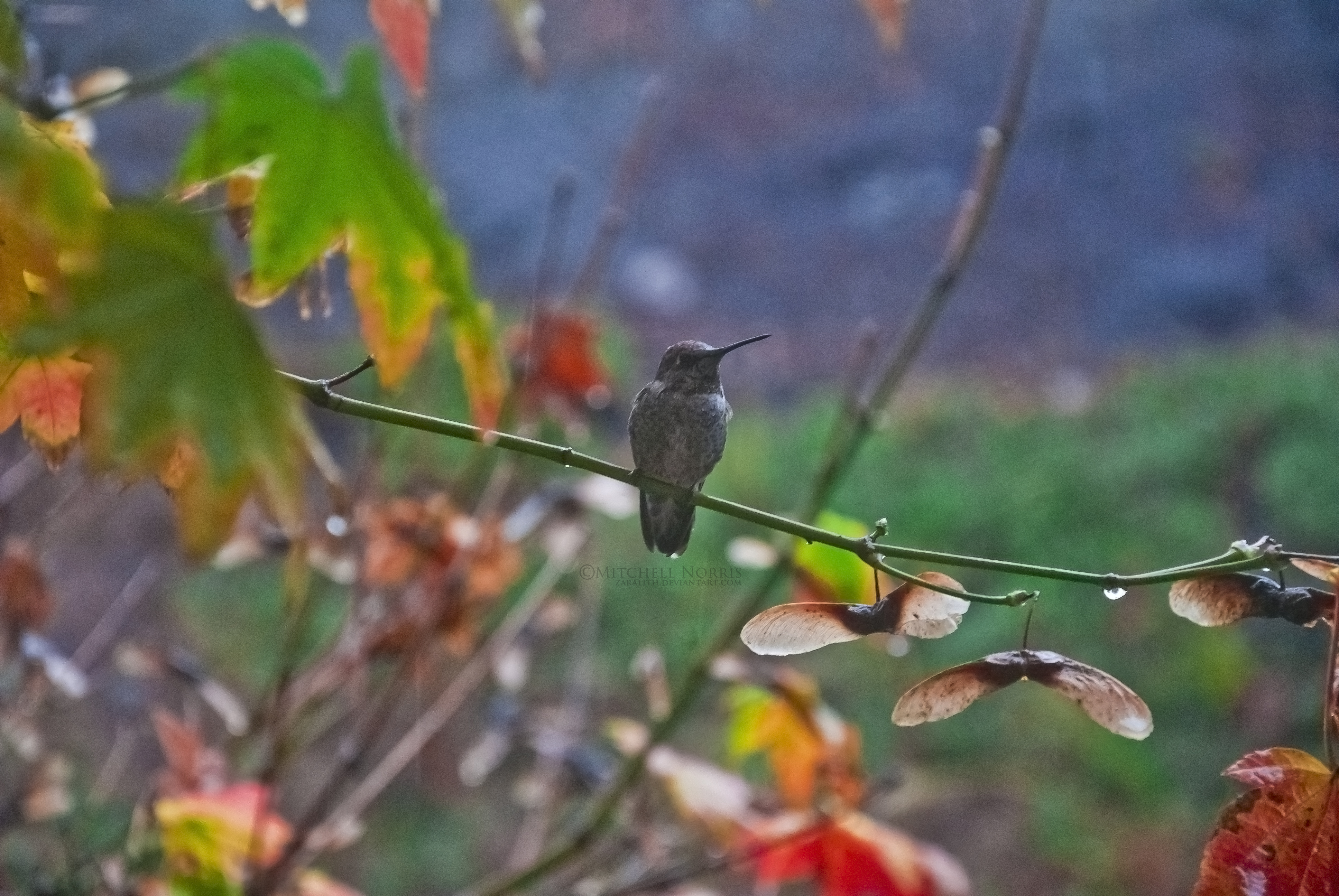 Hummingbird