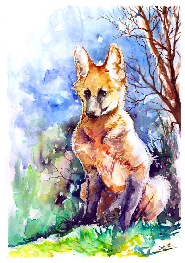 Maned wolf - agate