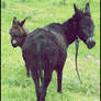 Sweet donkeys