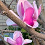 Magnolia blossoms