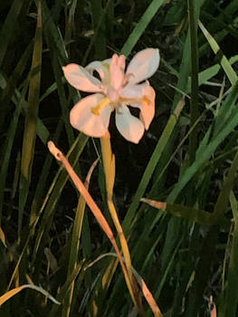 Dietes at night. 