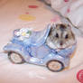 Hamster coche