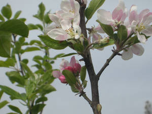 apple blossom