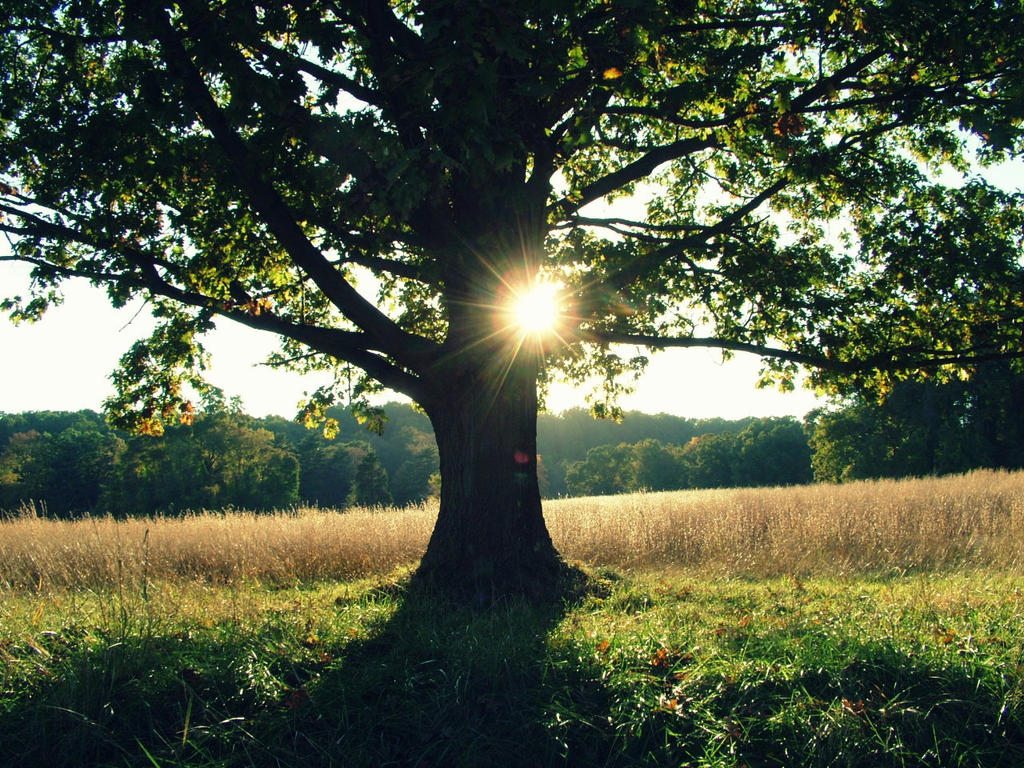 lonely tree