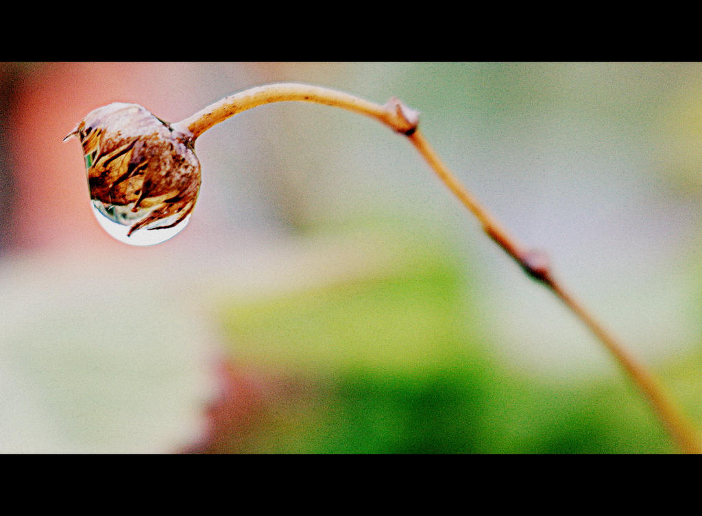 raindrop berry