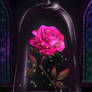 Enchanted Rose