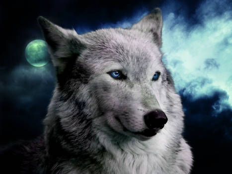 Wolf Blue