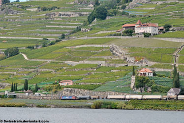 Les vignoble vaudoise