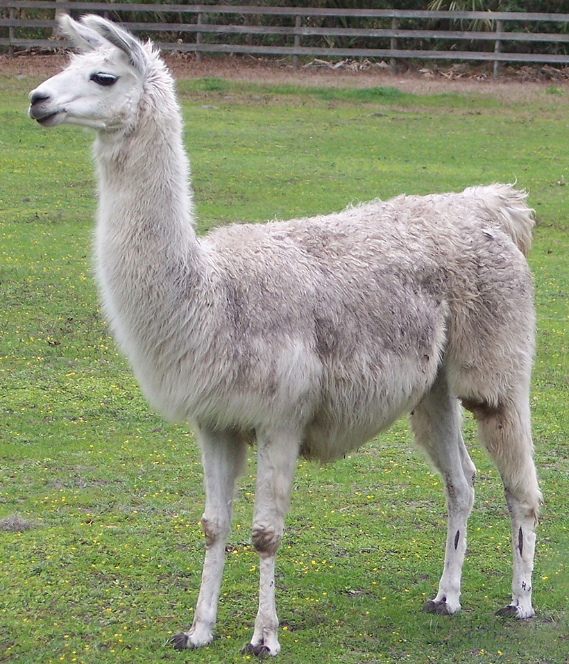 Llama 3