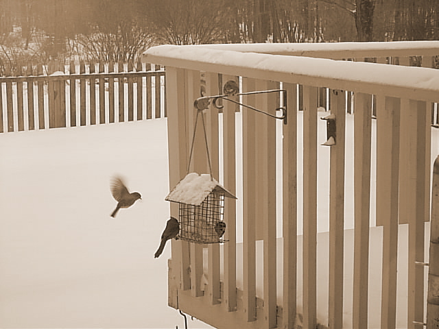 Birds In Winter