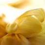 yellow flower_2