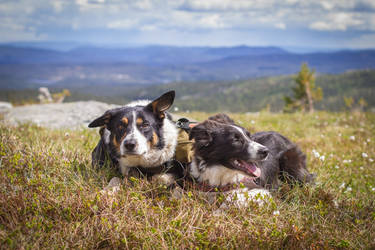 Mountain Dogs