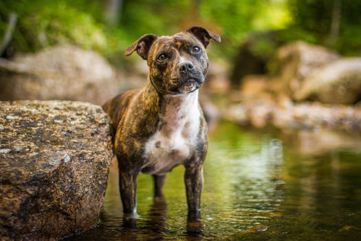 Staffordshire bull terrier