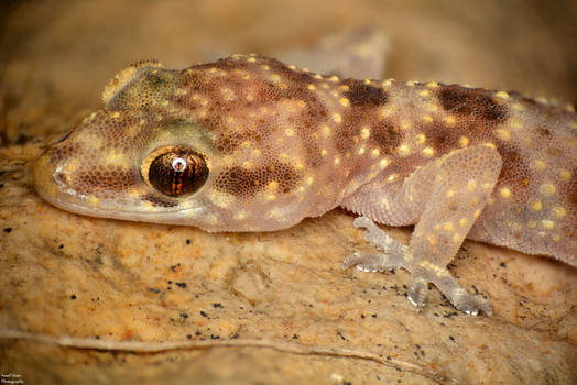 House Gecko