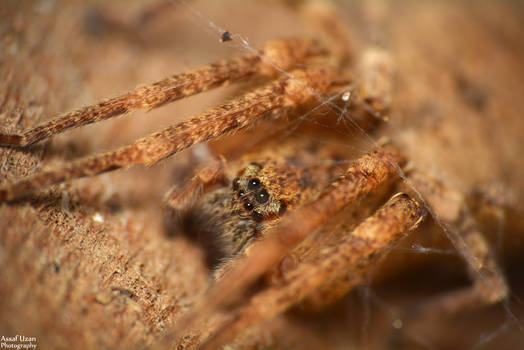 Zoropsis Sp.