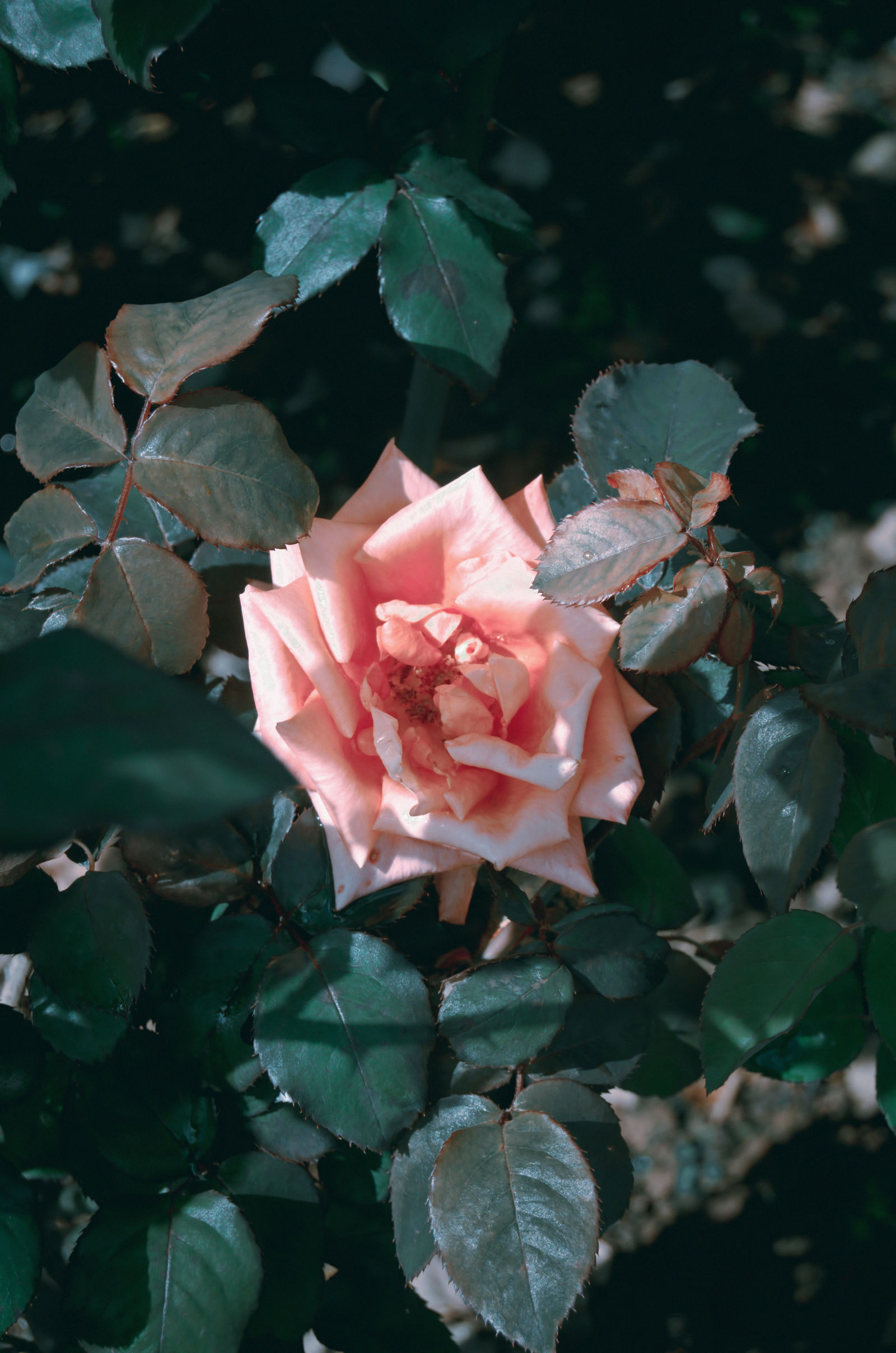 [Dalat Flowers] Rose by CAcorporation on DeviantArt