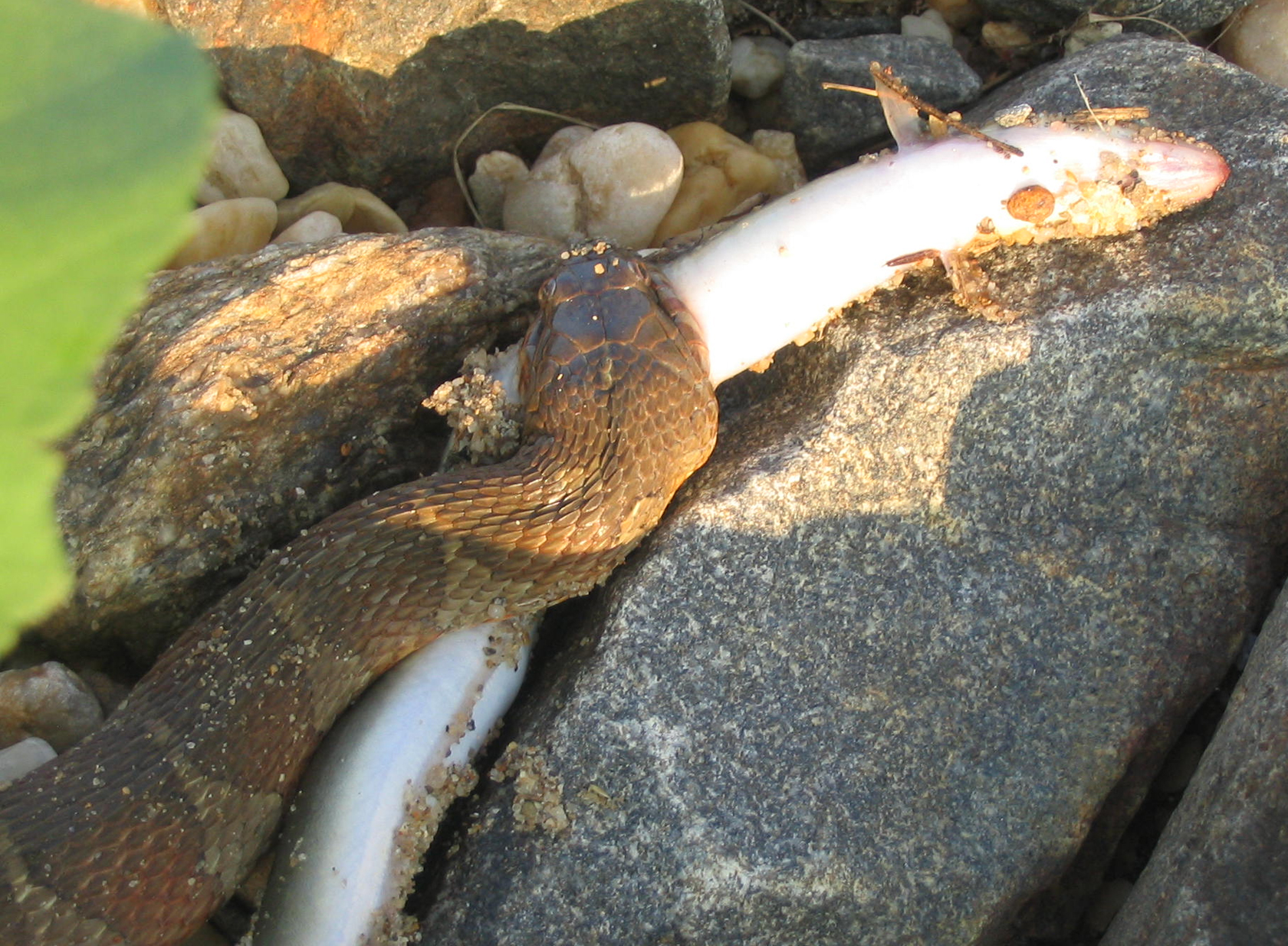 Northern Water Snake Eats Fish