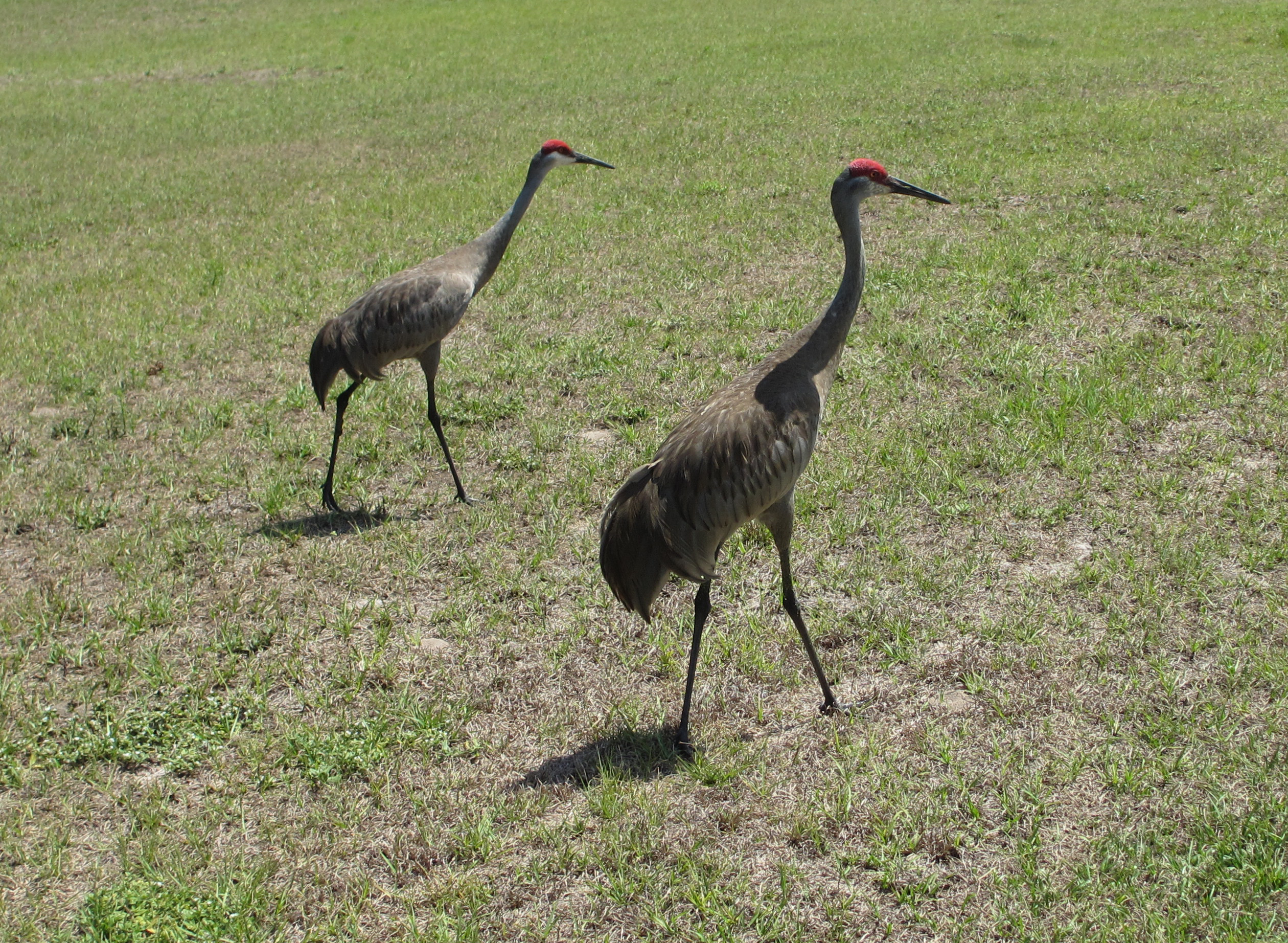 Florida Sandhill Cranes 01