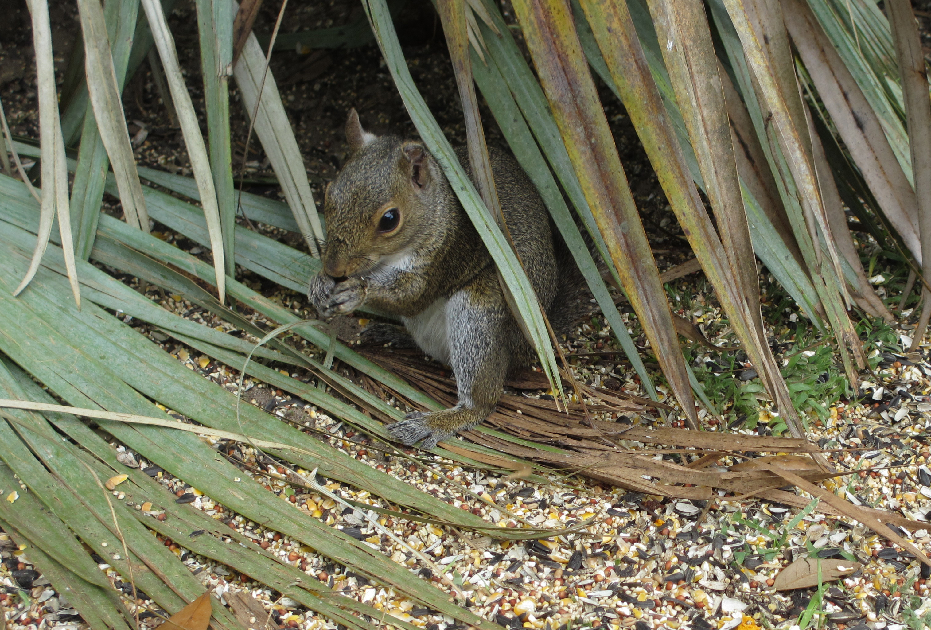 Praying Squirrel