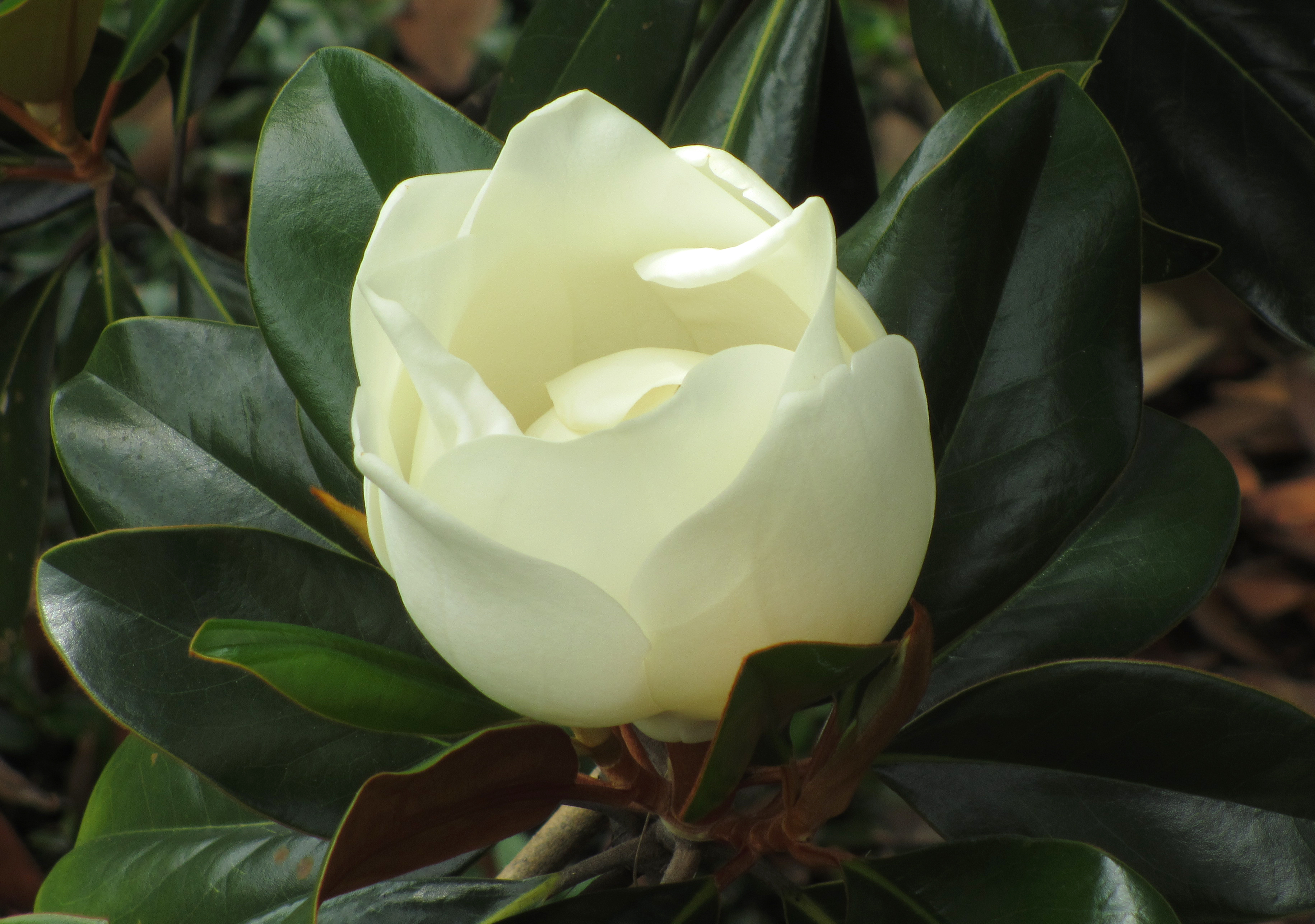 Budding Magnolia