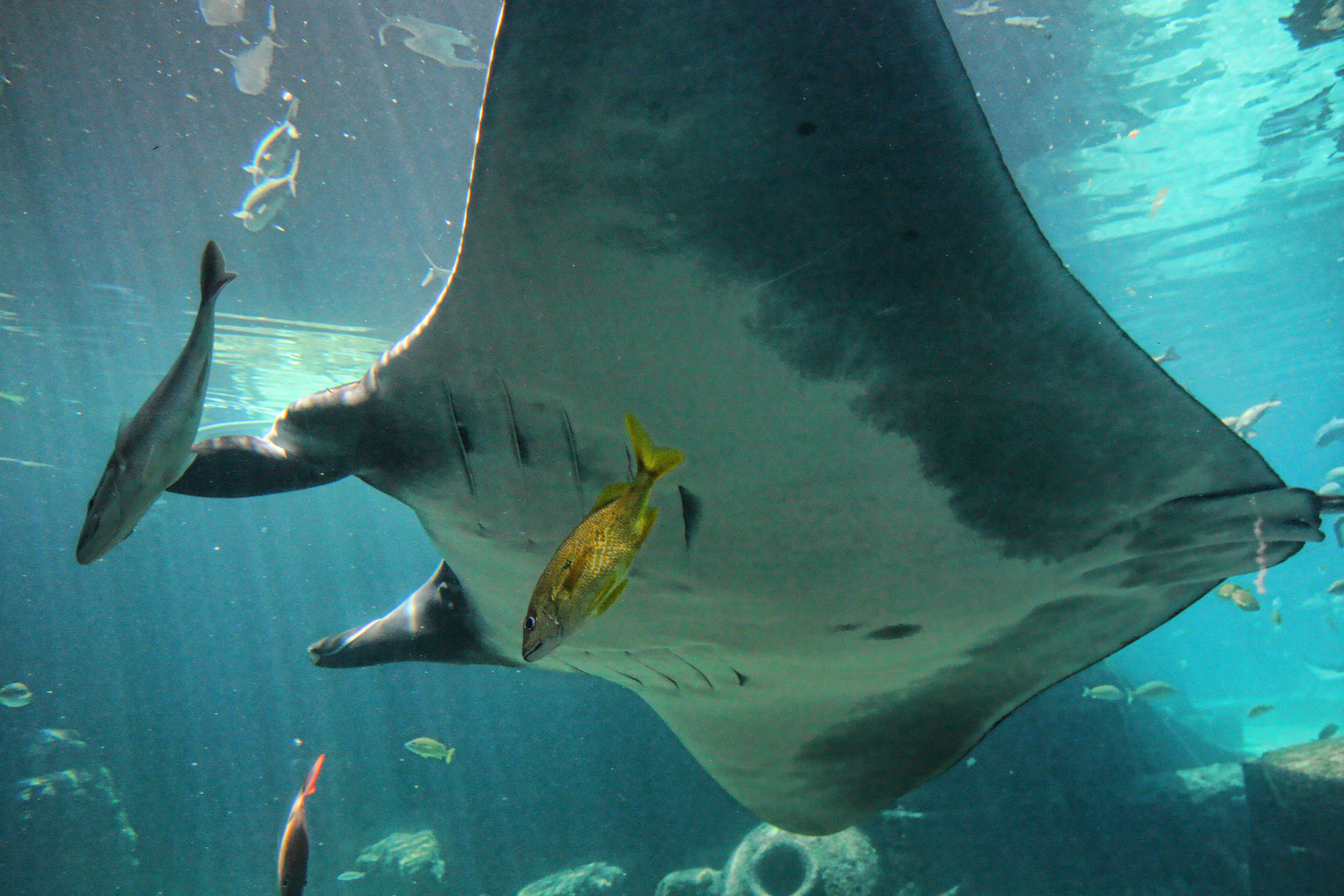 Giant Manta 2