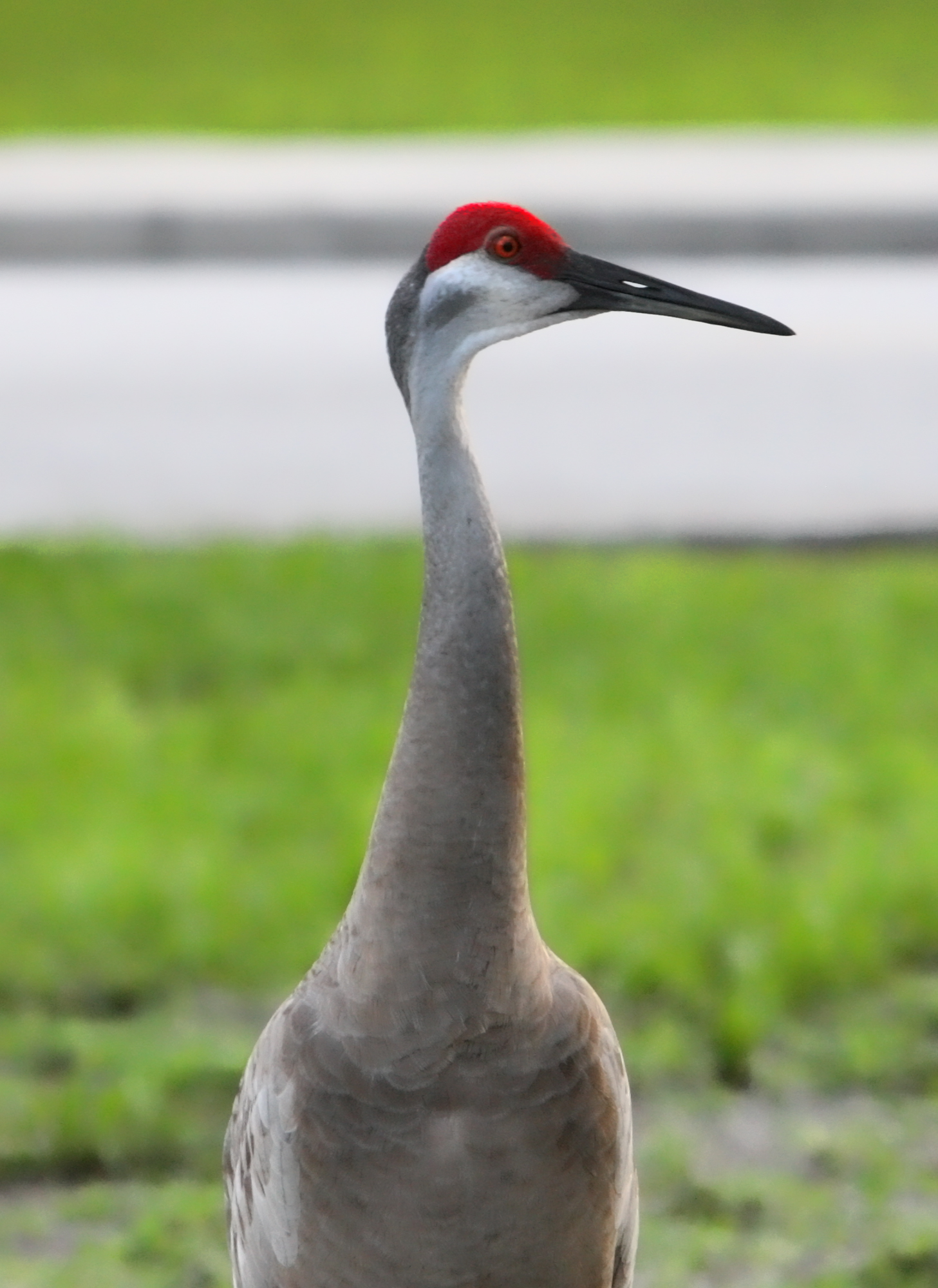 Sandhill Crane