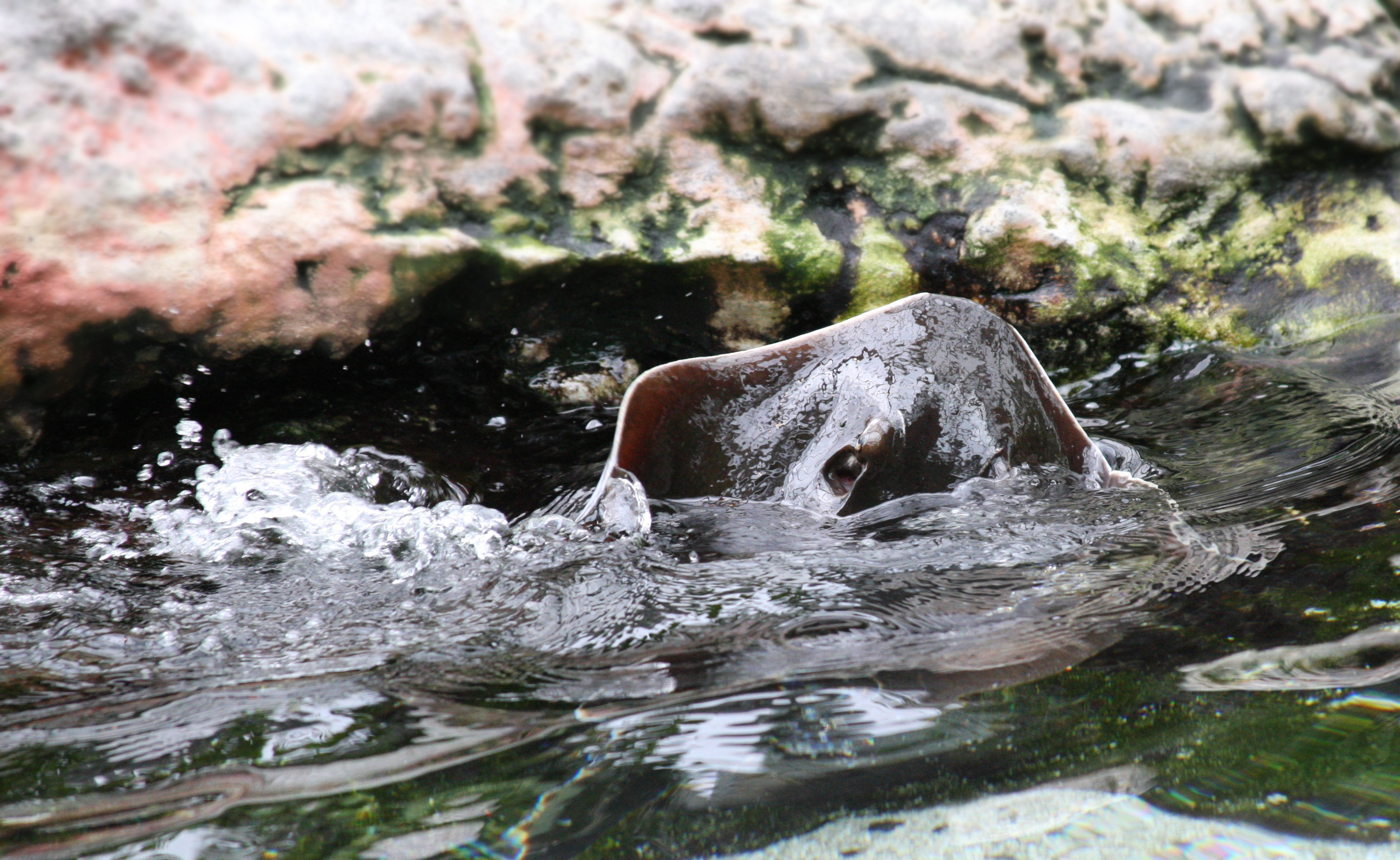 Stingray Wave