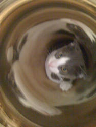 Cat in my tuba 2