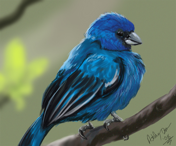 Indigo Bunting