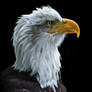 Sentinel - Bald Eagle