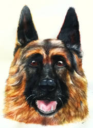 German Shepherd